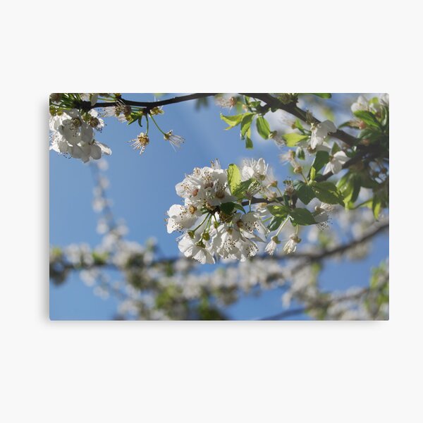 Sakura III Metal Print