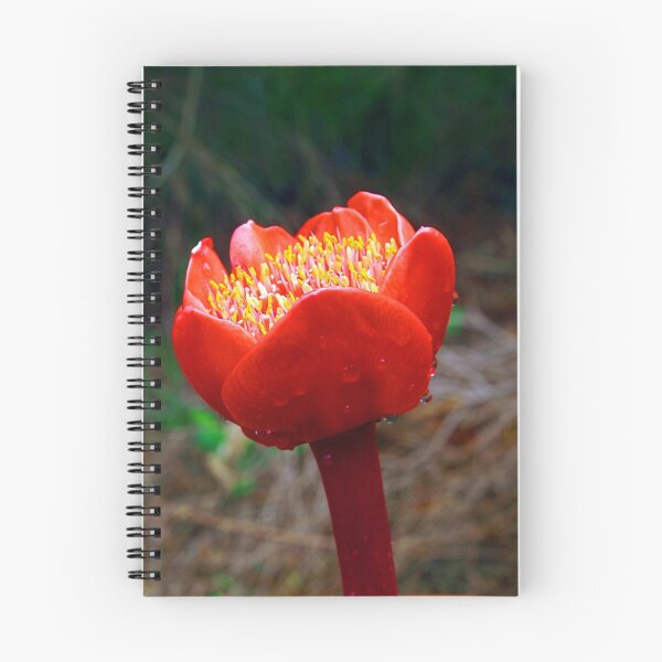 Item preview, Blood Lily #5 (Haemanthus coccineus) designed and sold by Bev Pascoe.
