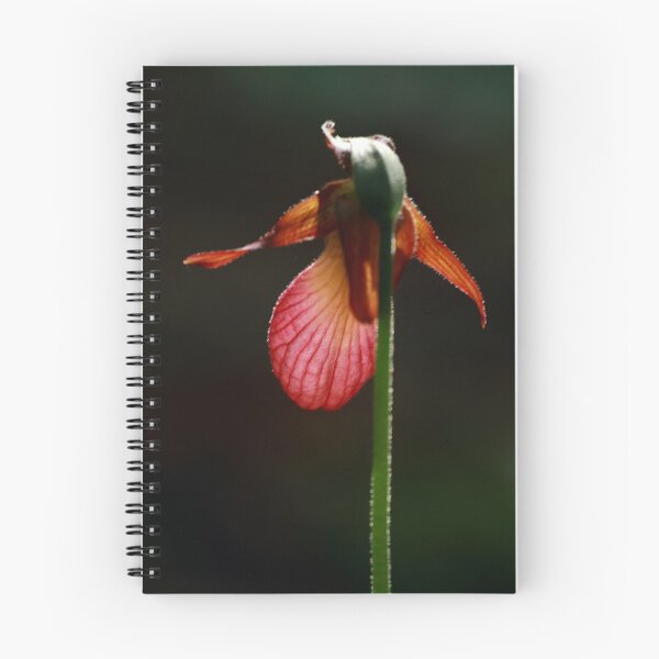 Item preview, Lady Slipper designed and sold by Debbie  Roberts.