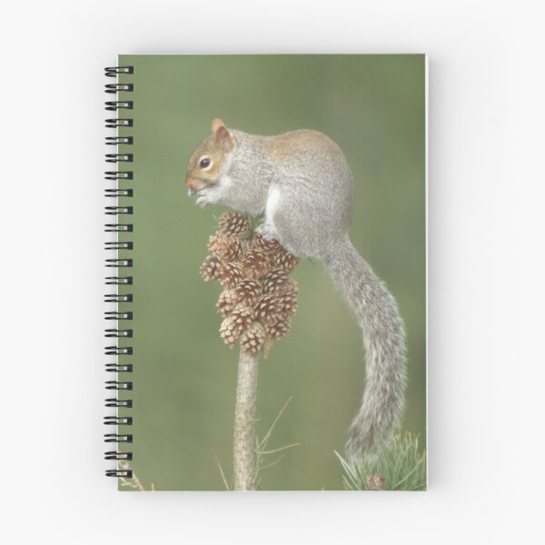 Item preview, Nuts about squirrel designed and sold by woodlandninja.