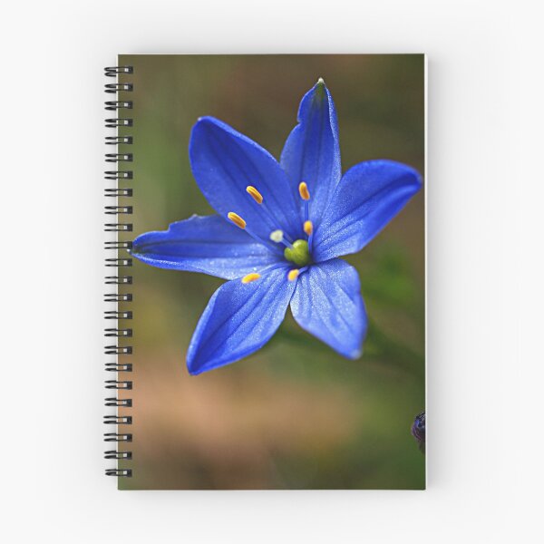 Item preview, Blue Star Lily (Thelionema grande) designed and sold by Bev Pascoe.