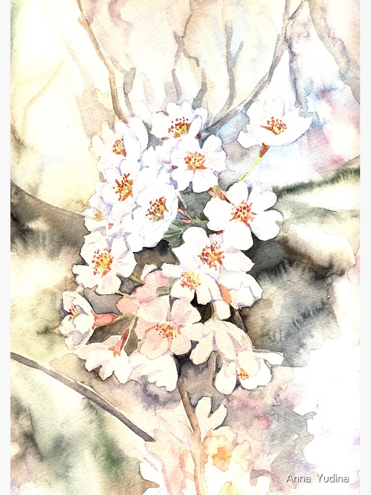 Cherry blossoms by Anutina