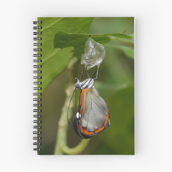 Item preview, How Glasswings are made.............. designed and sold by Macky.
