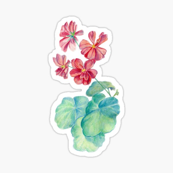 Red watercolor geranium Sticker