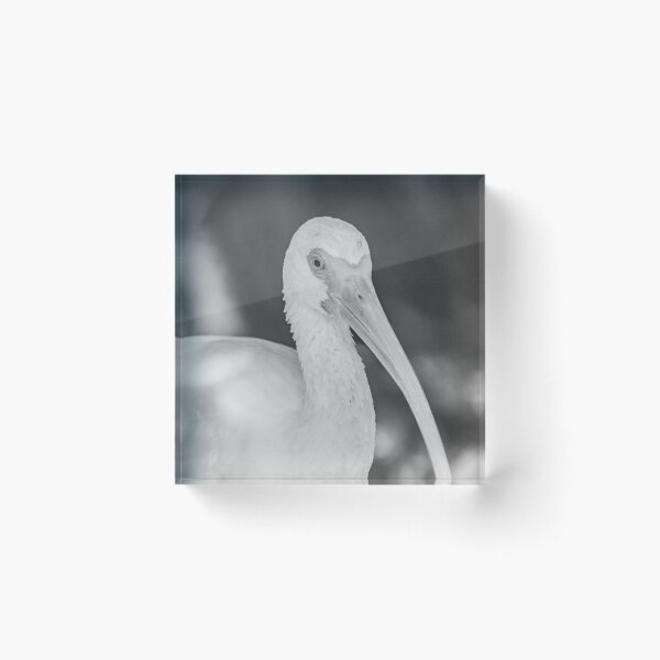 Item preview, Close up of a black and white Ibis 2 designed and sold by KensLensDesigns.