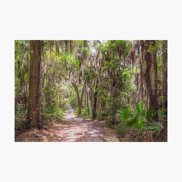 Item preview, A Forest Trail designed and sold by John Bailey.