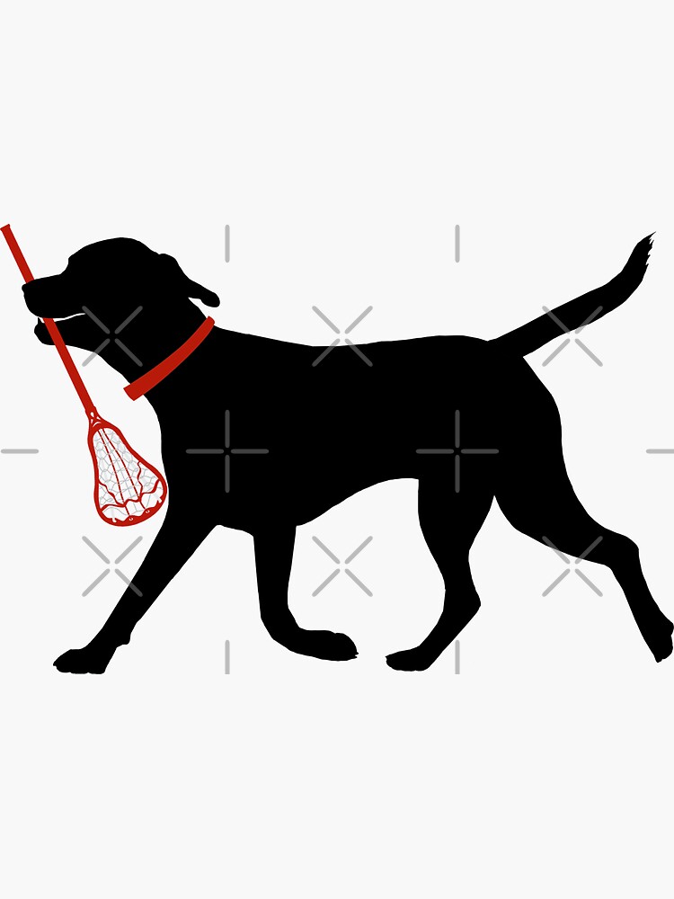 "Cute Labrador Retriever Fetch Lacrosse Stick Black Lab Lacrosse Player
