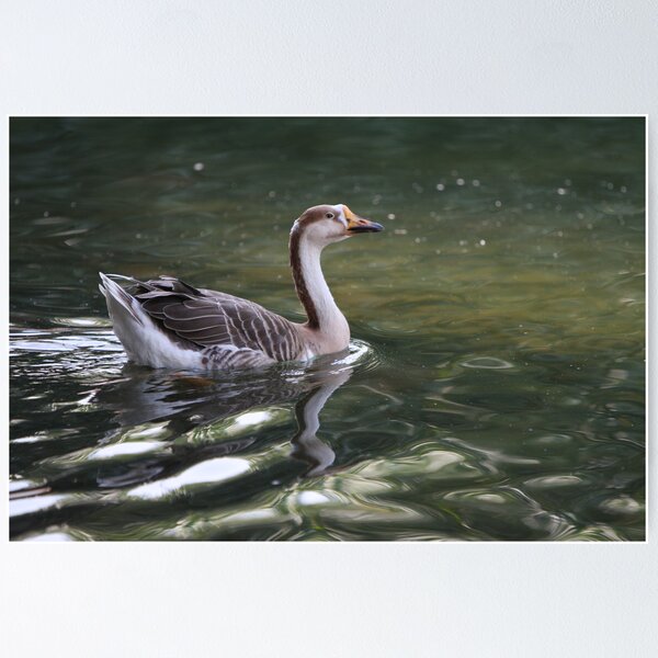 Artikelvorschau, Gone for a swim entworfen und verkauft von Jo McGowan.