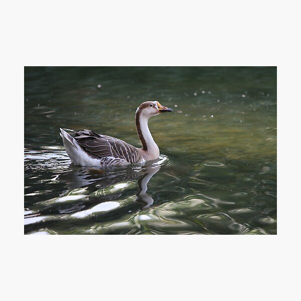 Item preview, Gone for a swim designed and sold by Jo McGowan.