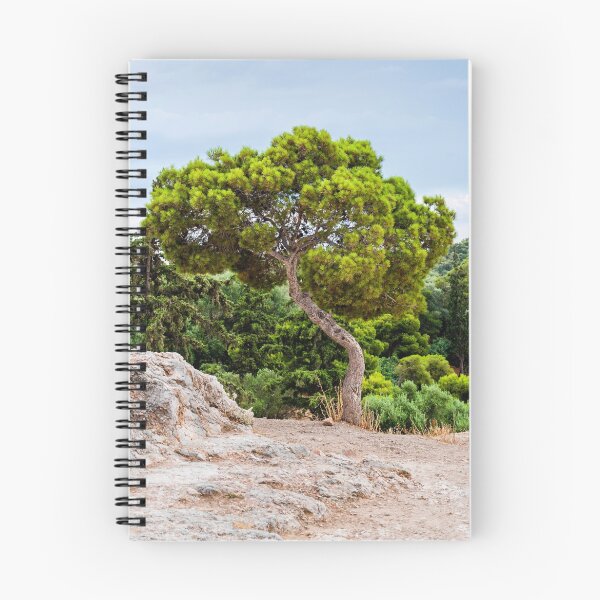 Item preview, Pinus pinea designed and sold by Yevgeni Kacnelson.