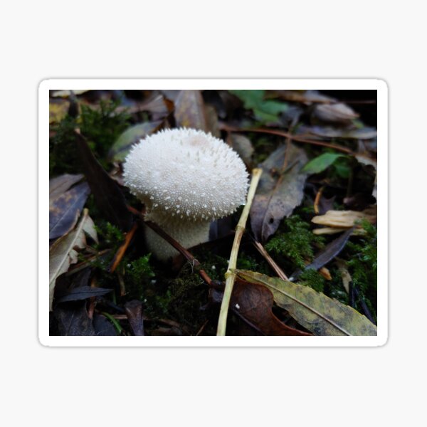 Item preview, Puffball Mushroom  designed and sold by CORNISHPHOTOS.