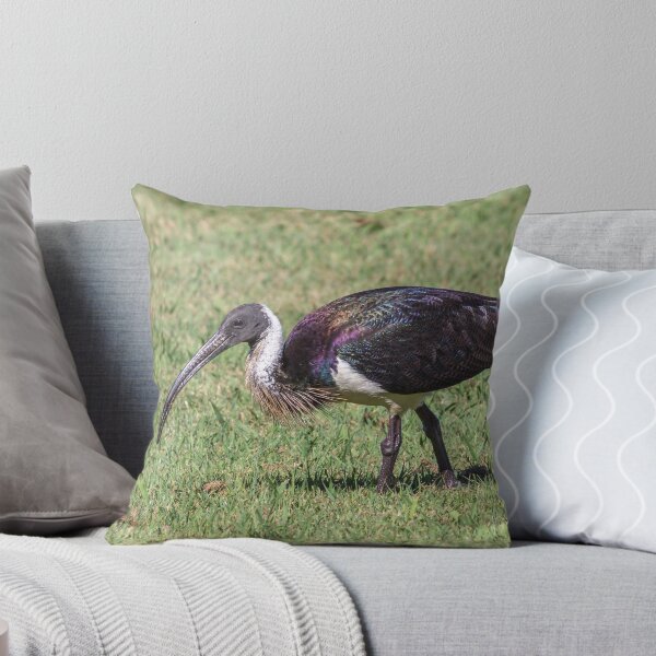 Aperçu de l'œuvre Straw-necked Ibis créée et vendue par Teale Britstra.