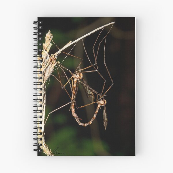 Item preview, Giant Eastern Crane Fly designed and sold by DigitallyStill.