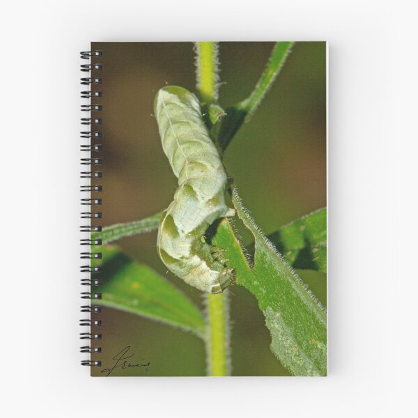 Item preview, Hitched Arches moth caterpillar designed and sold by DigitallyStill.