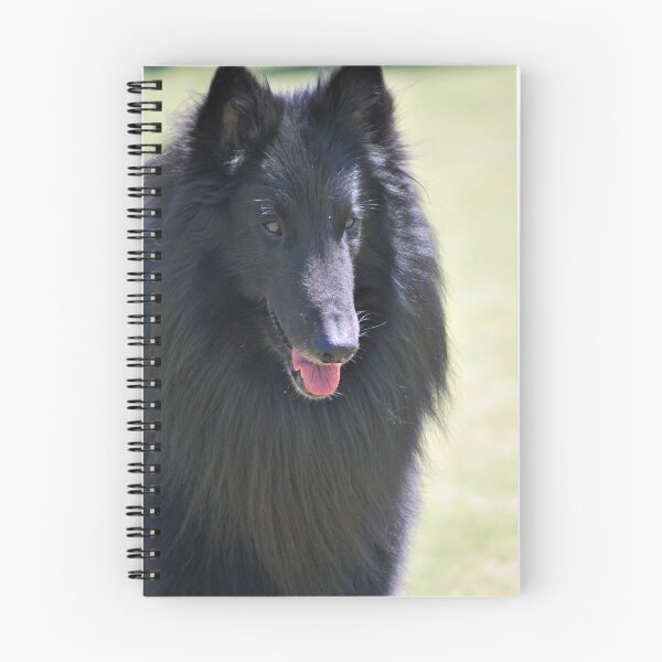 Item preview, Belgian Groenendael head study designed and sold by Belgian Shepherd Dog Club of QLD Inc.