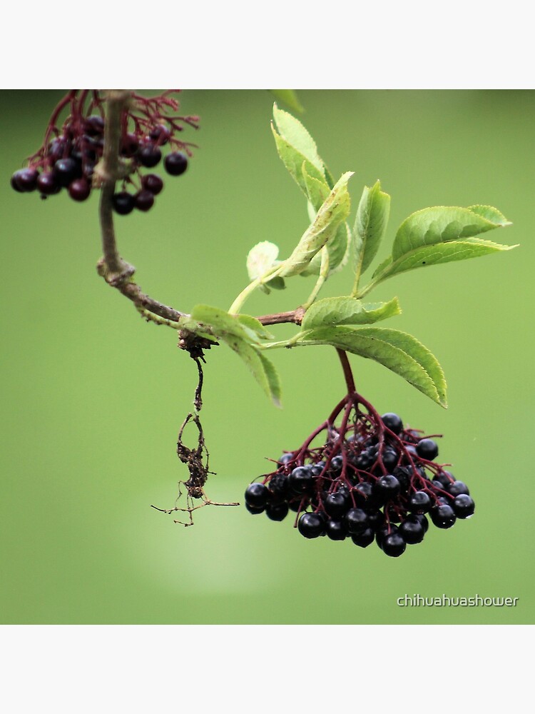 Elderberry by chihuahuashower