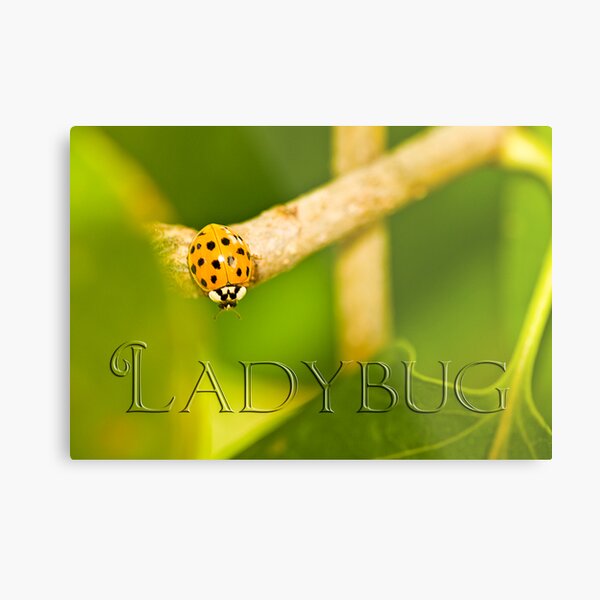 Lady in Gold Metal Print
