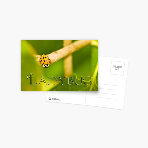 Lady in Gold Postcard