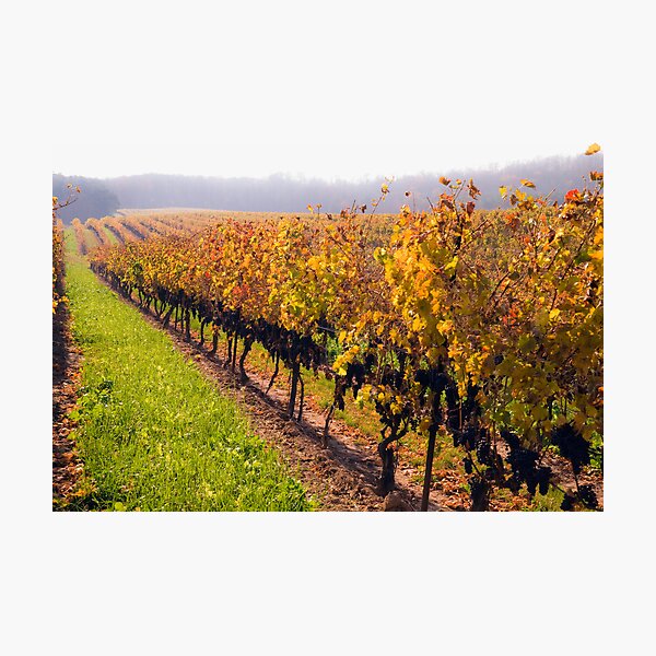 Item preview, Vinyard in Autumnal Mist, Niagara Region designed and sold by MarkEmmerson.