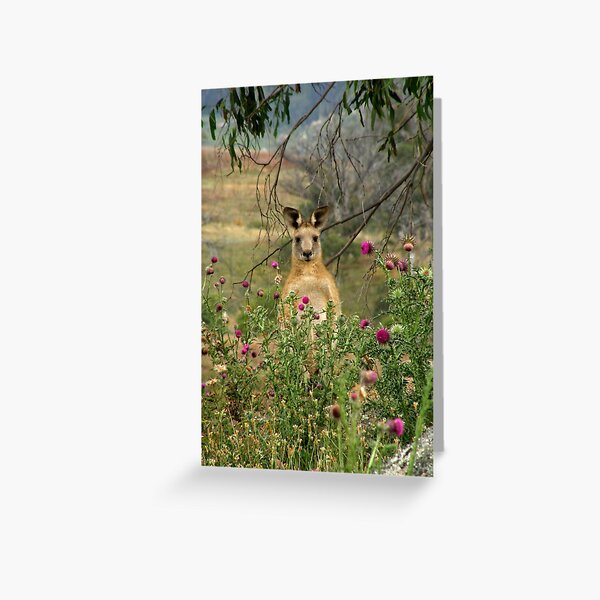 Peek a Boo! Greeting Card
