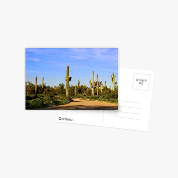 Saguaro Cactus in Arizona Postcard