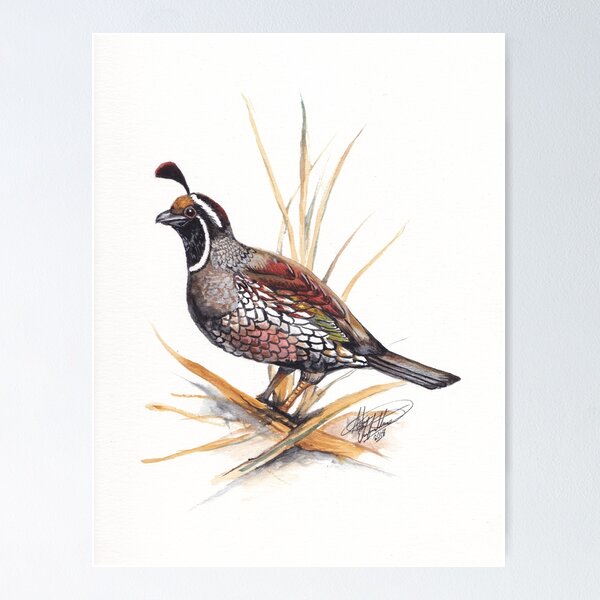Item preview, California Quail (Callipepla californica) designed and sold by Adam Ehrenfeuchter.
