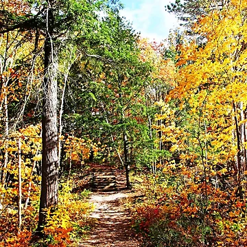 Artwork thumbnail, Step Into Fall by Debbie Oppermann