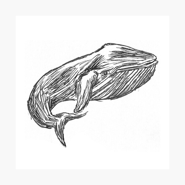 Whale (Inktober 2018 #14) Photographic Print