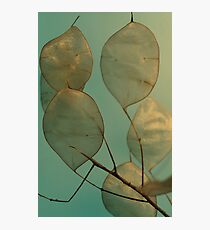 Seagreen Honesty Photographic Print