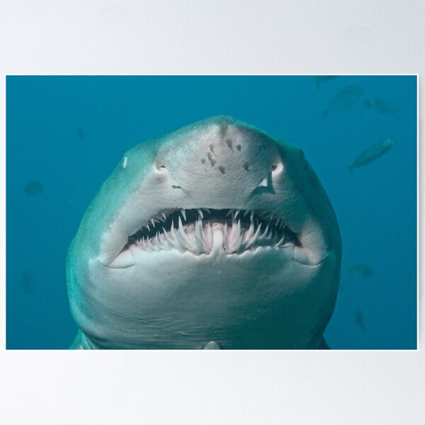 Jaws Poster