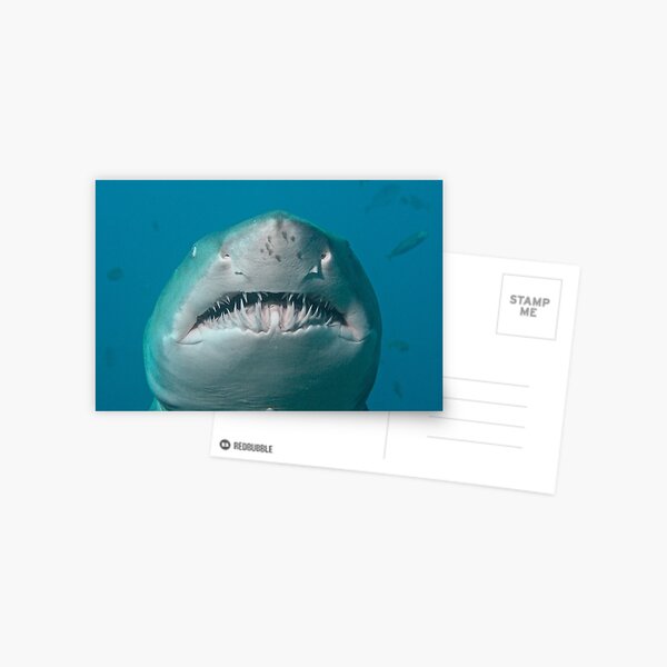 Jaws Postcard