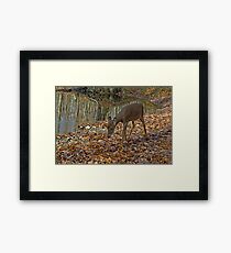 Precious baby Framed Print
