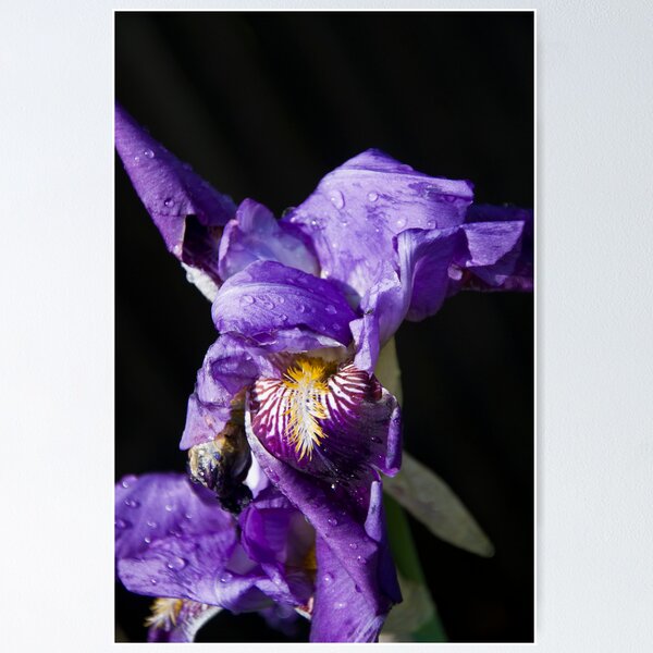 Artikelvorschau, purple envy entworfen und verkauft von The Crafty Farmer.
