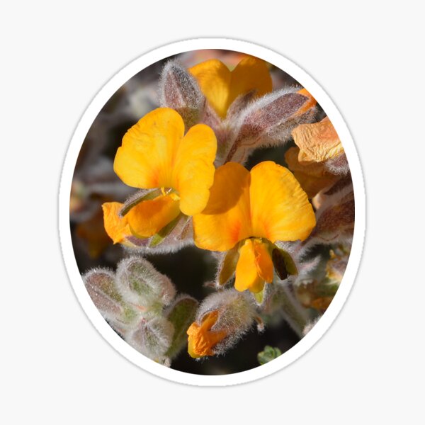 Item preview, flower yellow Australia designed and sold by Schoensl.