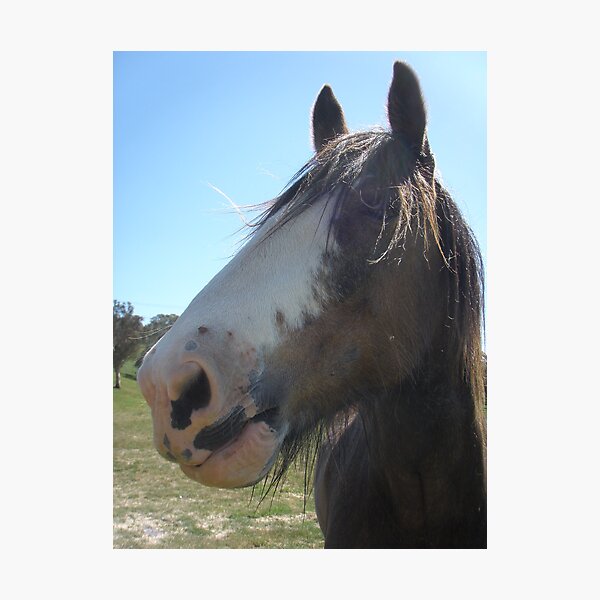 Introducing my best friend in the High Country Oberon-Joe Photographic Print