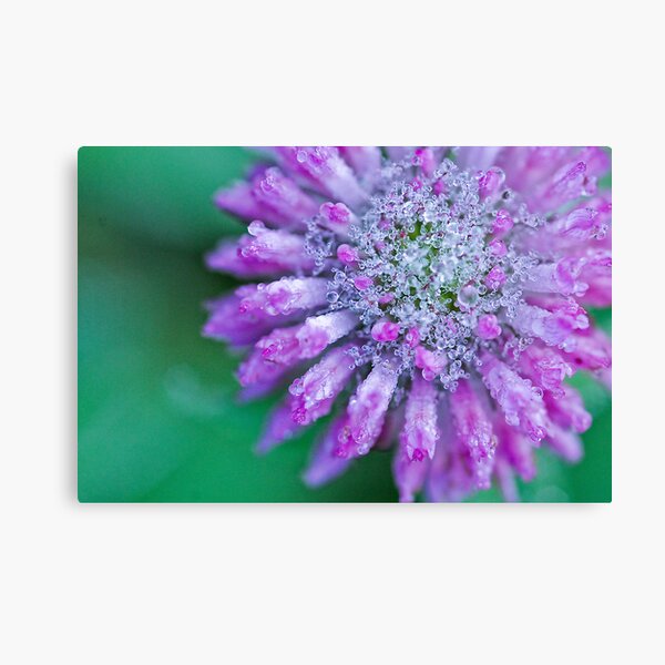 PURPLE ICE Canvas Print