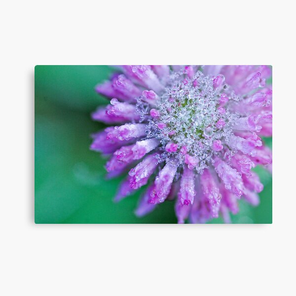 PURPLE ICE Metal Print