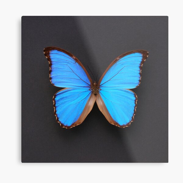 Blue Morpho Butterfly symmetry on black Metal Print