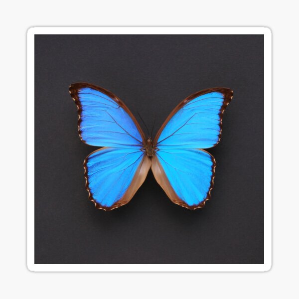 Blue Morpho Butterfly Sticker - Salty Kai