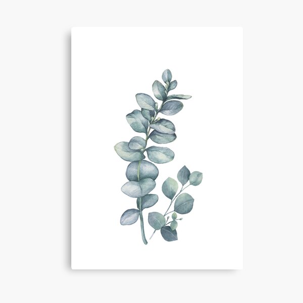Eucalyptus Twig Canvas Print