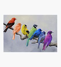 Lámina fotográfica Aves de todos los colores