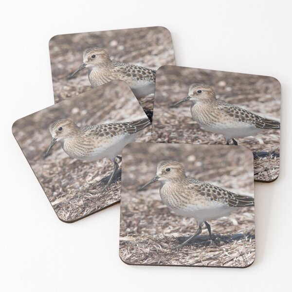 Item preview, Baird (Sandpipers) on the Beach designed and sold by walkswithnature.