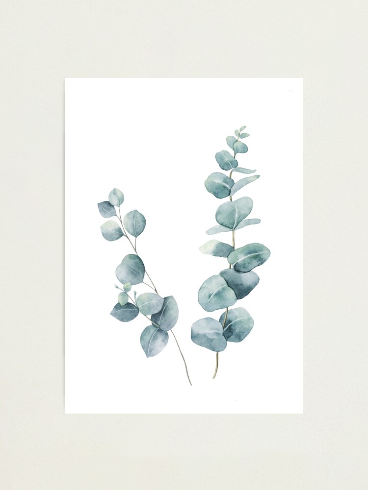 Alternate view of Eucalyptus Leaves Photographic Print