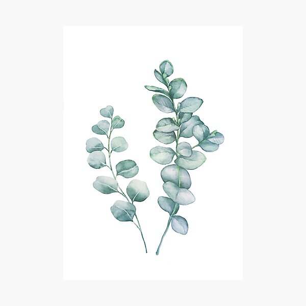 Eucalyptus Branches Photographic Print