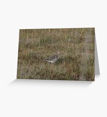 Another curlew Greeting Card