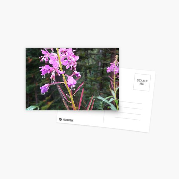 raindrops Postcard