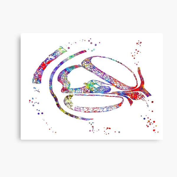 Aperçu de l'œuvre Histologie de l'oreille interne, histologie de la cochlée, structure du système vestibulaire créée et vendue par Rosaliartbook.