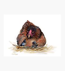 Hen and chickens Photographic Print