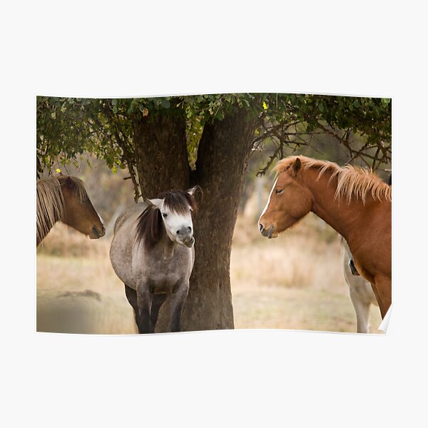 Horsing Around Poster