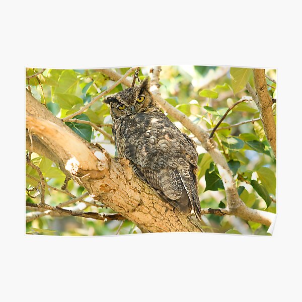 Great Horned Owl Poster